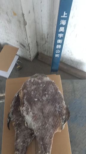 安缘龟批发采购_安缘龟供应_安缘龟价格