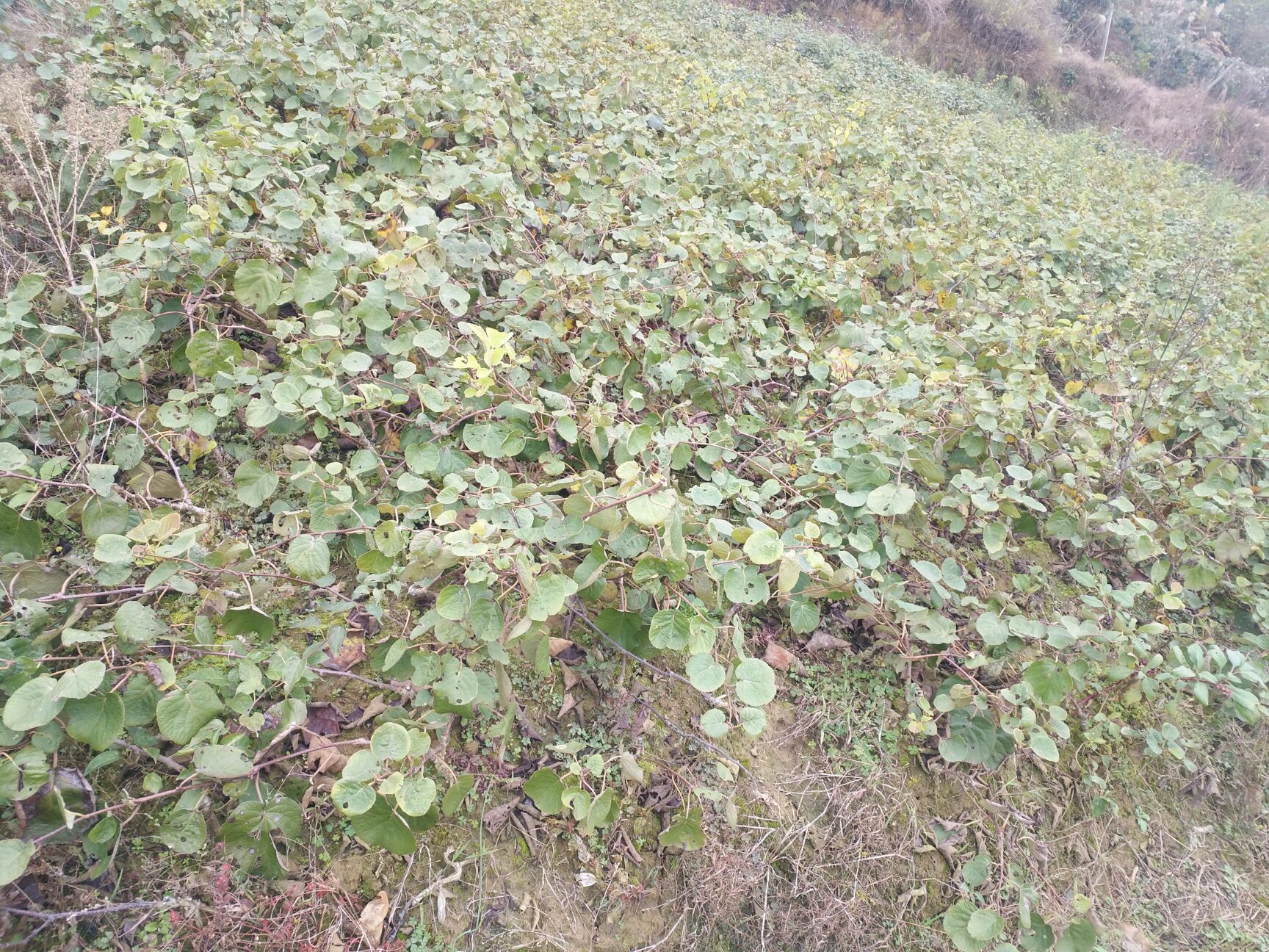 水杨桃砧木嫁接苗 嫁接苗