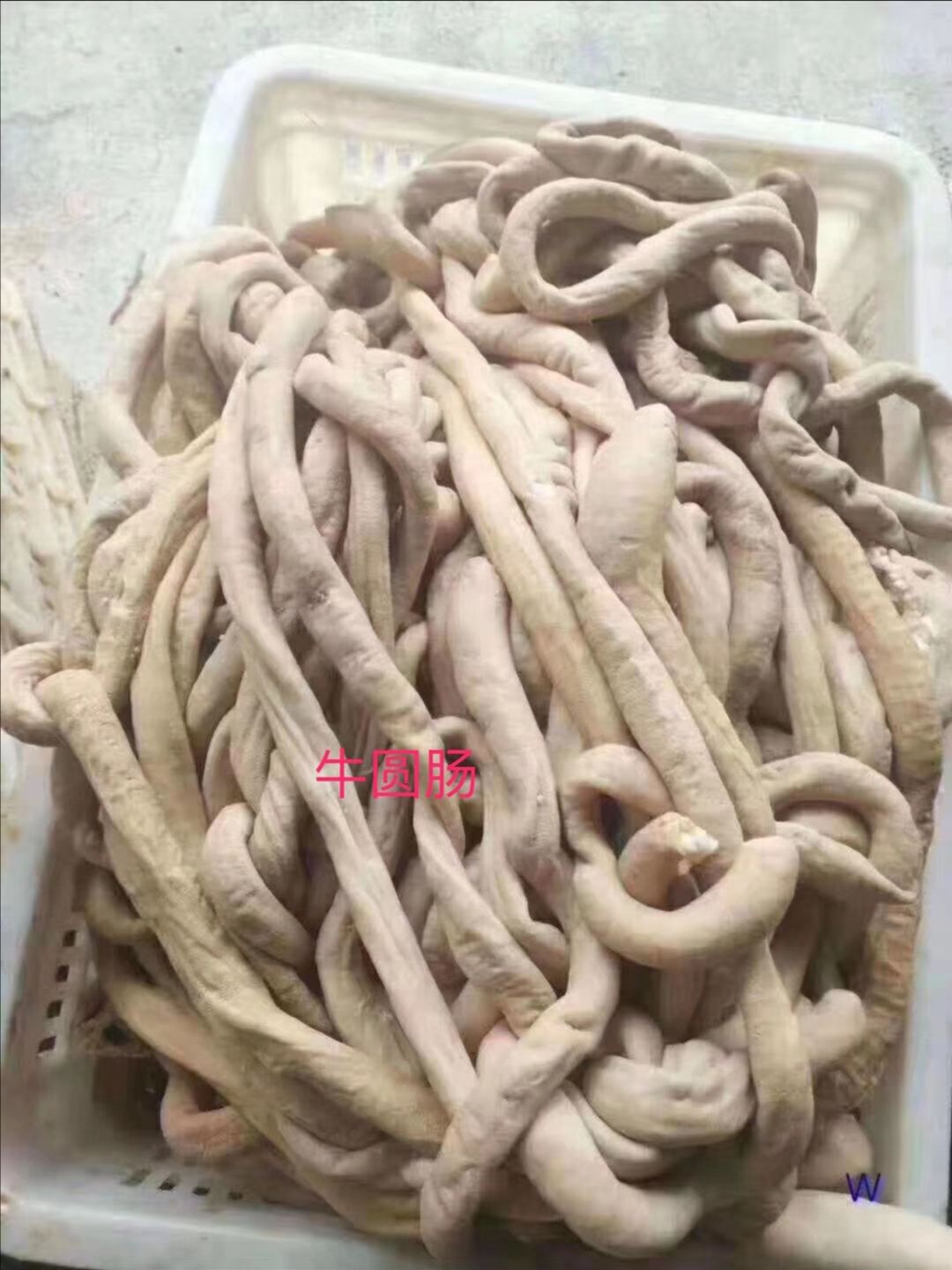 牛小肠 牛圆肠