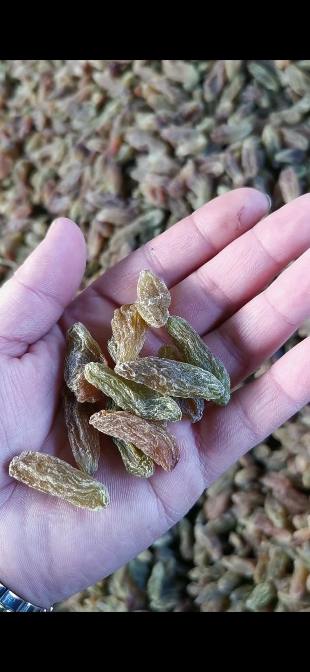 绿香妃葡萄干 绿香妃