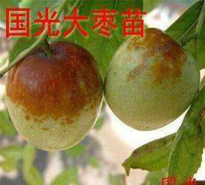  国光枣树苗，保证品种，保证成活，死苗补发，九月底成熟
