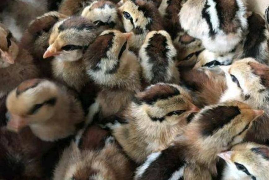 港丰大种黑瑶鸡苗  全国发货支持快递空运，铁路，汽运