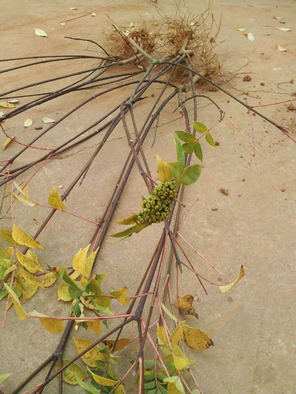 吴茱萸苗 江西中花吴茱萸仟插苗