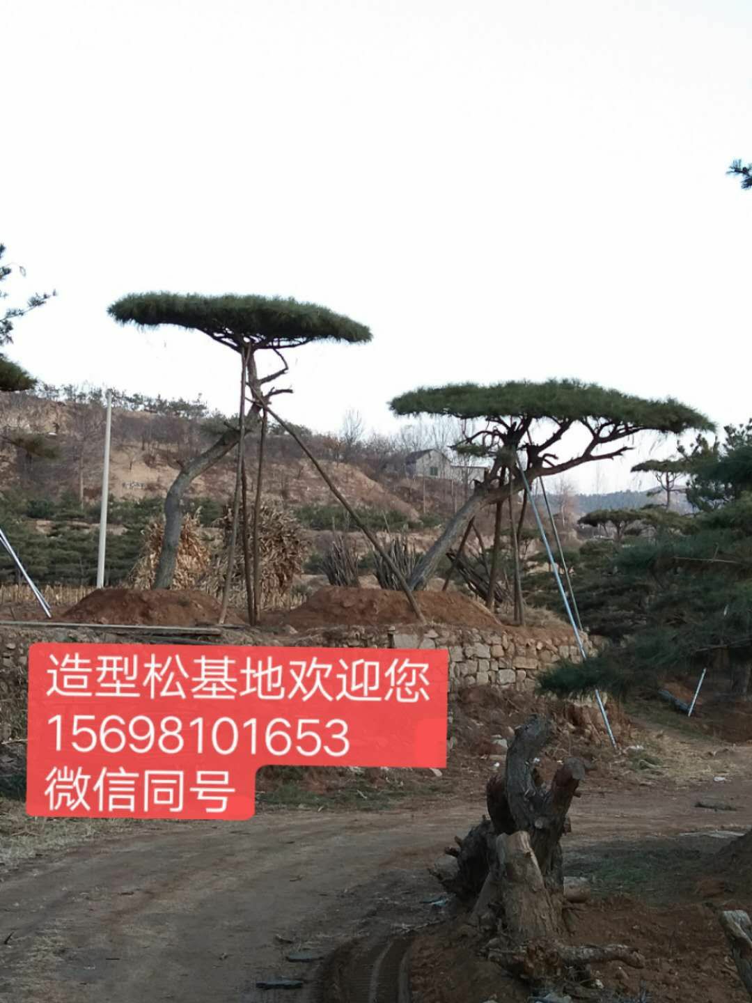  万亩景观松基地常年供应景观松，造型松，造型油松，造型黑松，
