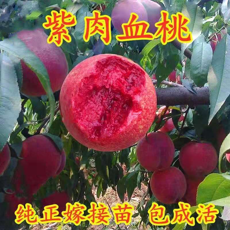  血桃苗基地直销包品种包成活死苗免费补发当年挂果。