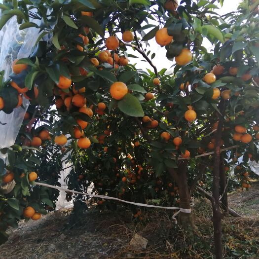 荔浦市 大量供应荔浦市沙糖桔果