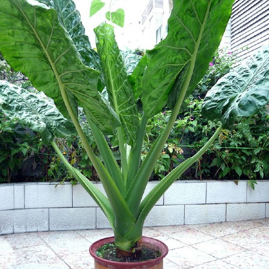 化州市滴水观音种芋 滴水观音海芋霸王芋