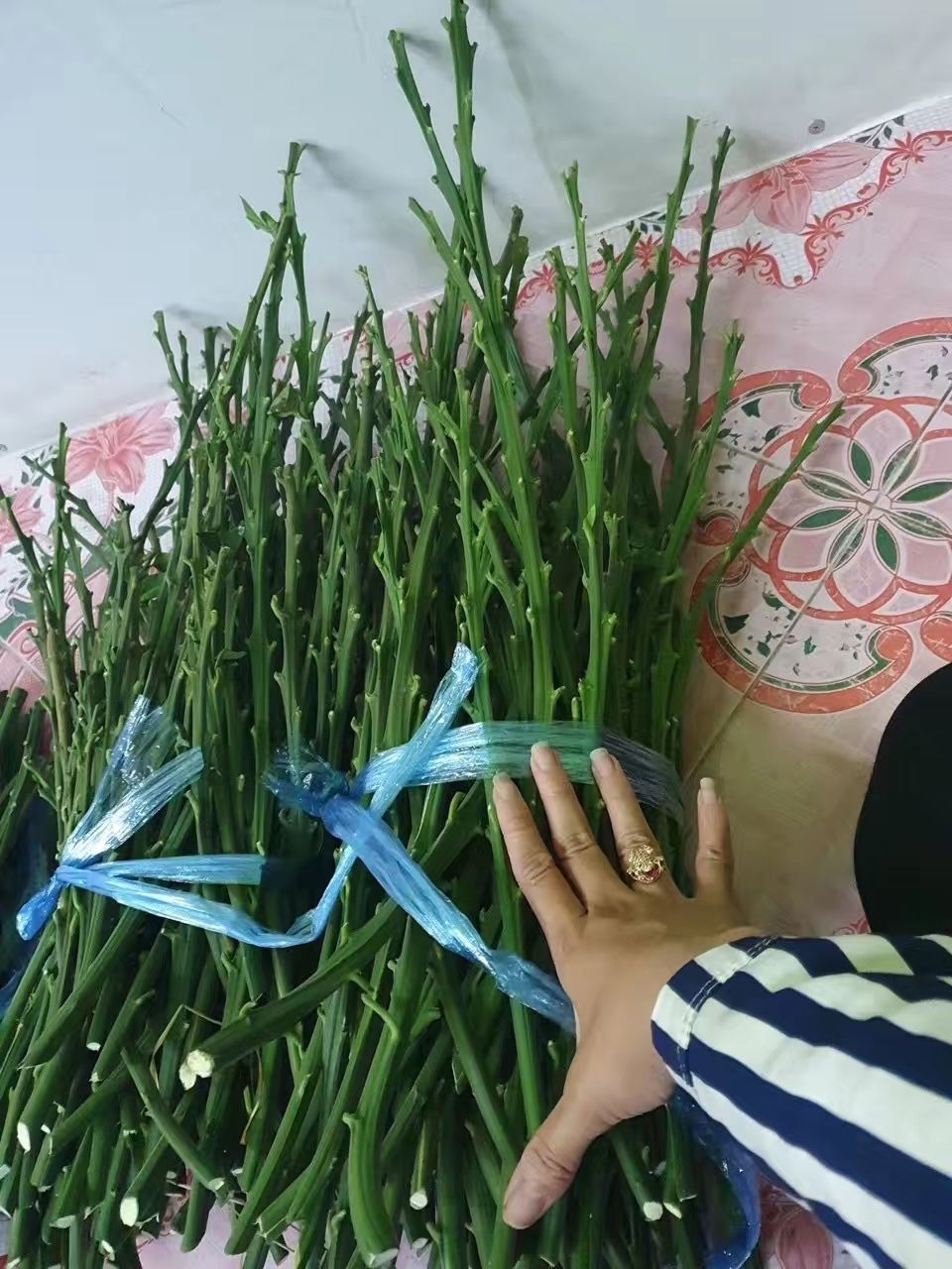 泰国红宝石柚苗 泰国红宝石青柚苗