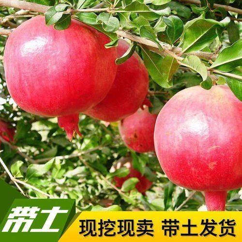 平邑县 蒙阳红石榴苗，抗旱，适应性强丰产基地直销保证成活，死苗补发