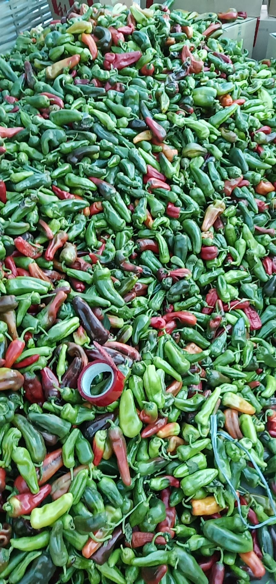 鲜花辣椒，安徽芜湖鸠江区