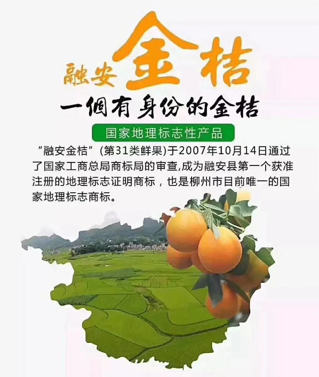 礼盒装融安滑皮金桔大果脆皮金桔广西融安滑皮金橘新鲜水果