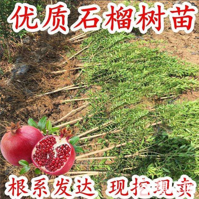  蒙阳红石榴苗，抗旱，适应性强丰产基地直销保证成活，死苗补发