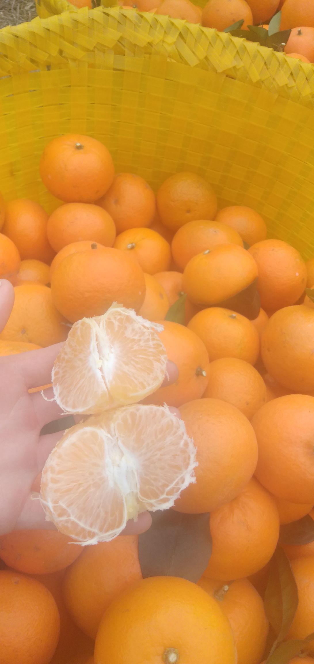 广西武鸣沃柑橘子沃柑一件代发产地直发