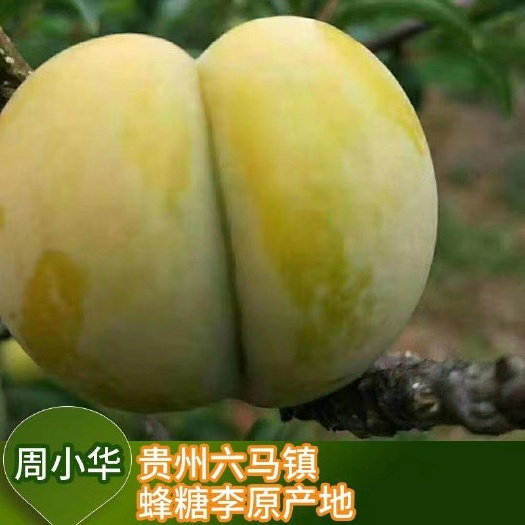 镇宁县蜂糖李树苗  贵州 六马镇原产地 原口感原味 原口感
