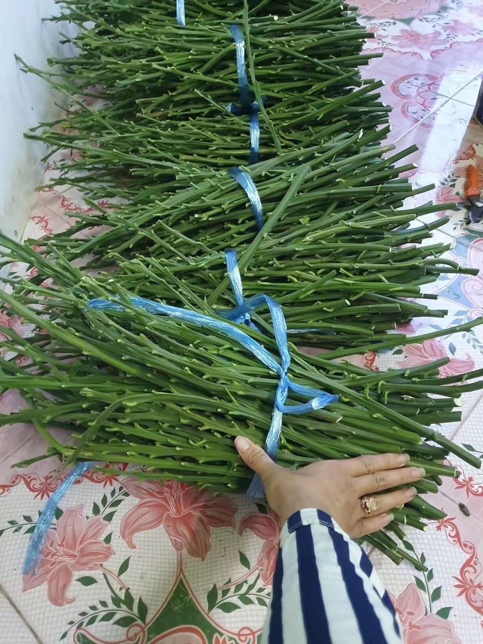 泰国红宝石柚苗 泰国红宝石青柚苗