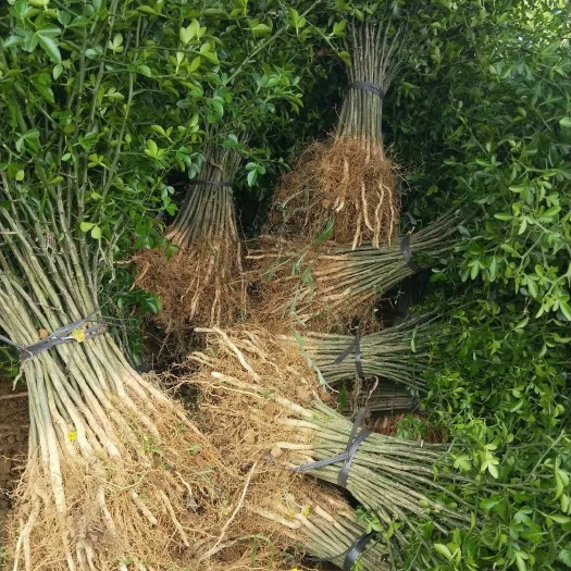 阳朔县枳壳苗  大量供应积壳苗，量大可专车