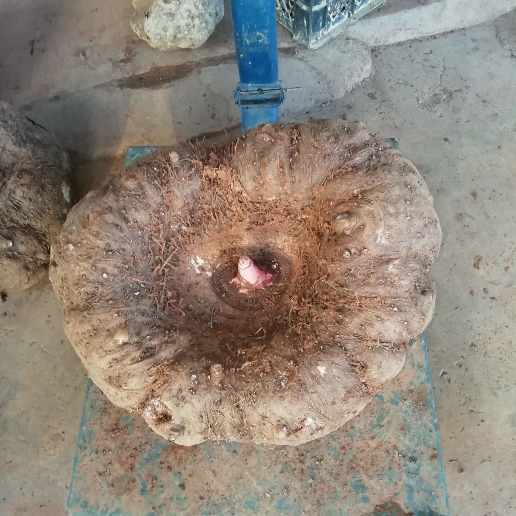  云南老品种花魔芋，做豆腐专用魔芋