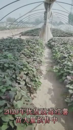 河北廊坊新鲜红薯苗基地直供适合种植的优质种苗
