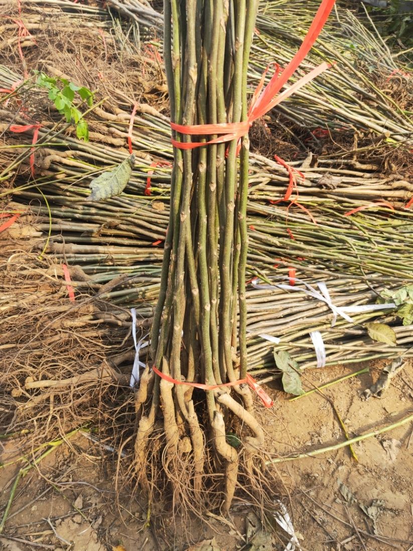  果菜疯子，冲施肥，修复土壤，调节土壤盐碱度，改善土壤农残