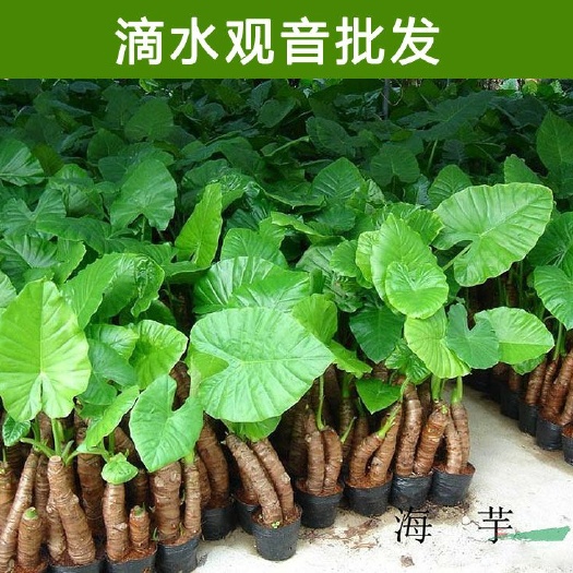 化州市滴水观音种芋 滴水观音海芋霸王芋
