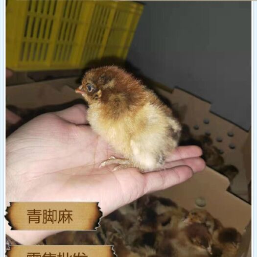 南宁 青脚麻鸡苗正品