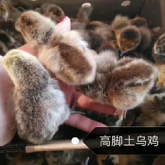 昆明乌鸡苗 土乌鸡公