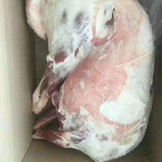 锡林浩特绵羊  烤全羊