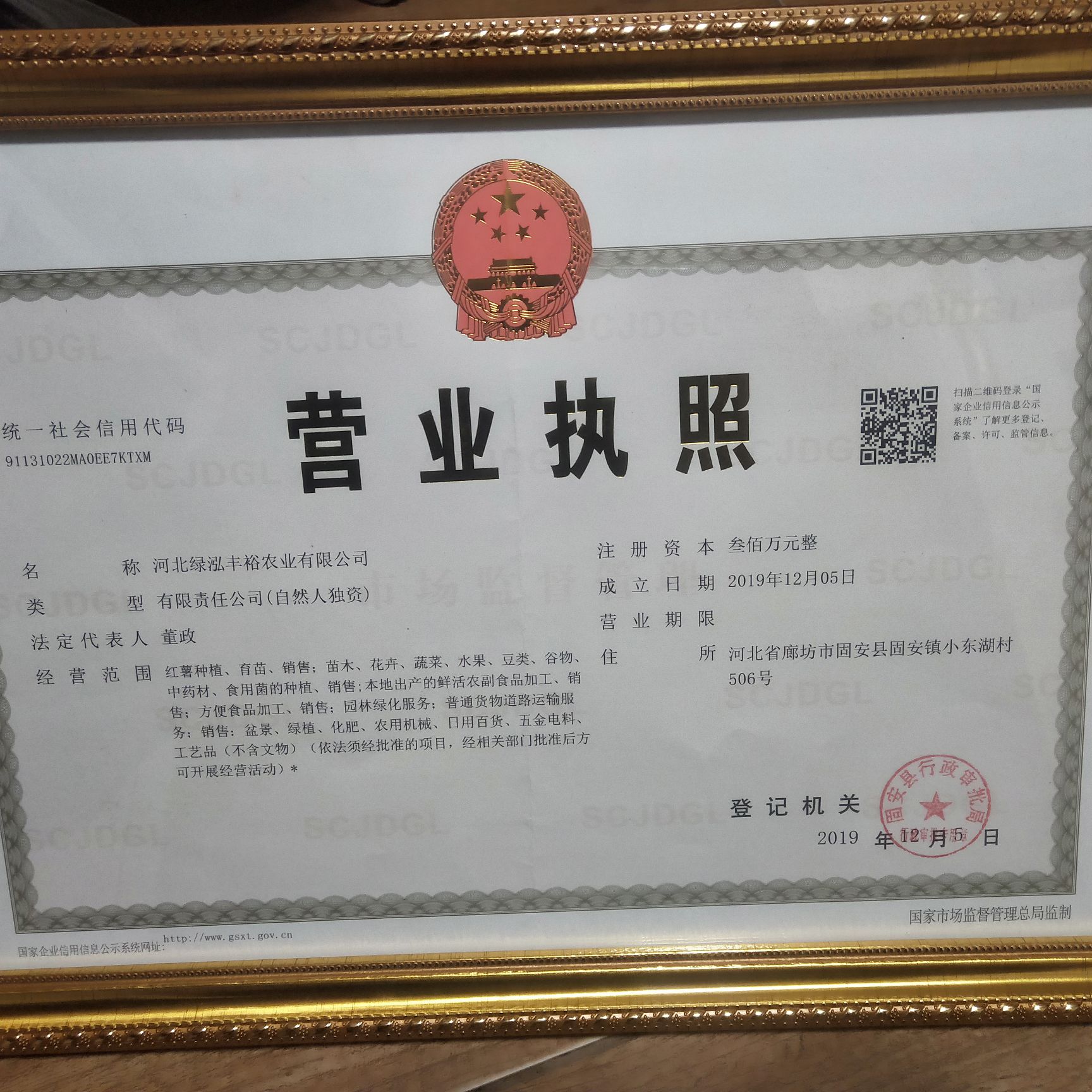 河北廊坊新鲜红薯苗基地直供适合种植的优质种苗