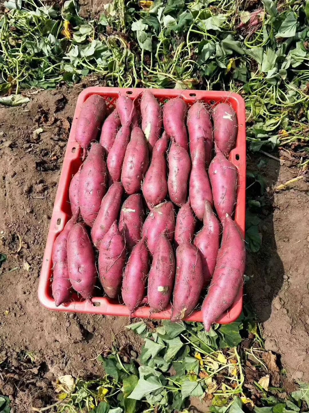  海南桥头地瓜批发，零售，一件代发，友意可以联系我：