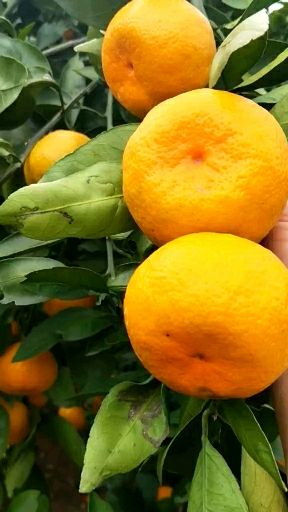  柑桔椪柑自家园，一手好货