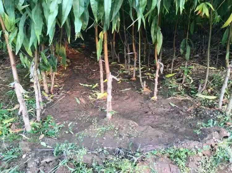  血桃苗基地直销包品种包成活死苗免费补发当年挂果。
