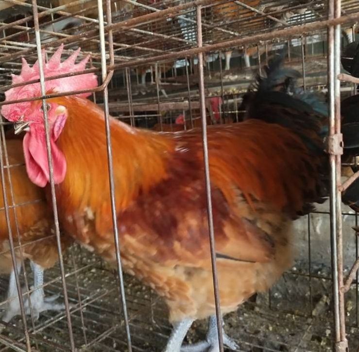  乌肉麻鸡苗，乌鸡苗麻鸡苗灵山土鸡清远麻鸡快大黄鸡苗9斤黄鸡