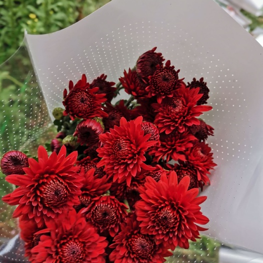东海县雏菊