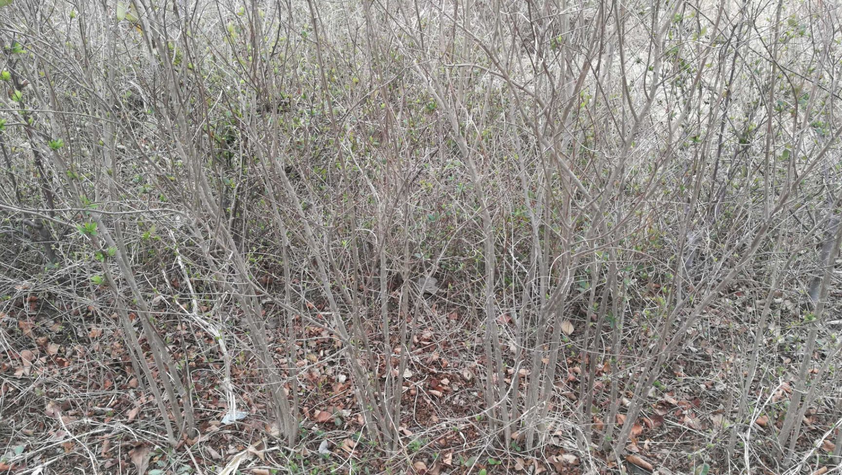 软籽石榴苗 石榴苗