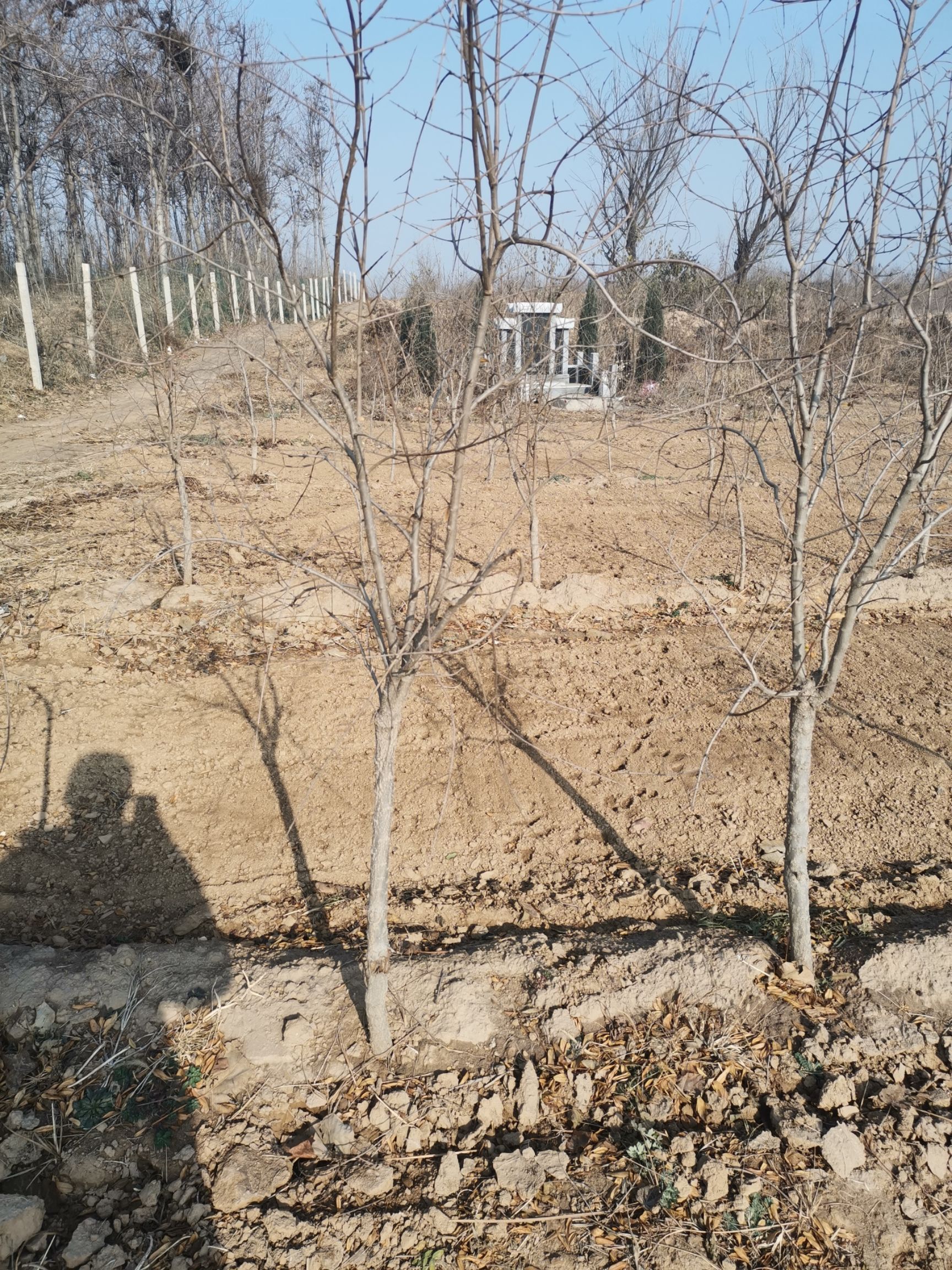  突尼斯软籽石榴树苗，河阴石榴树苗