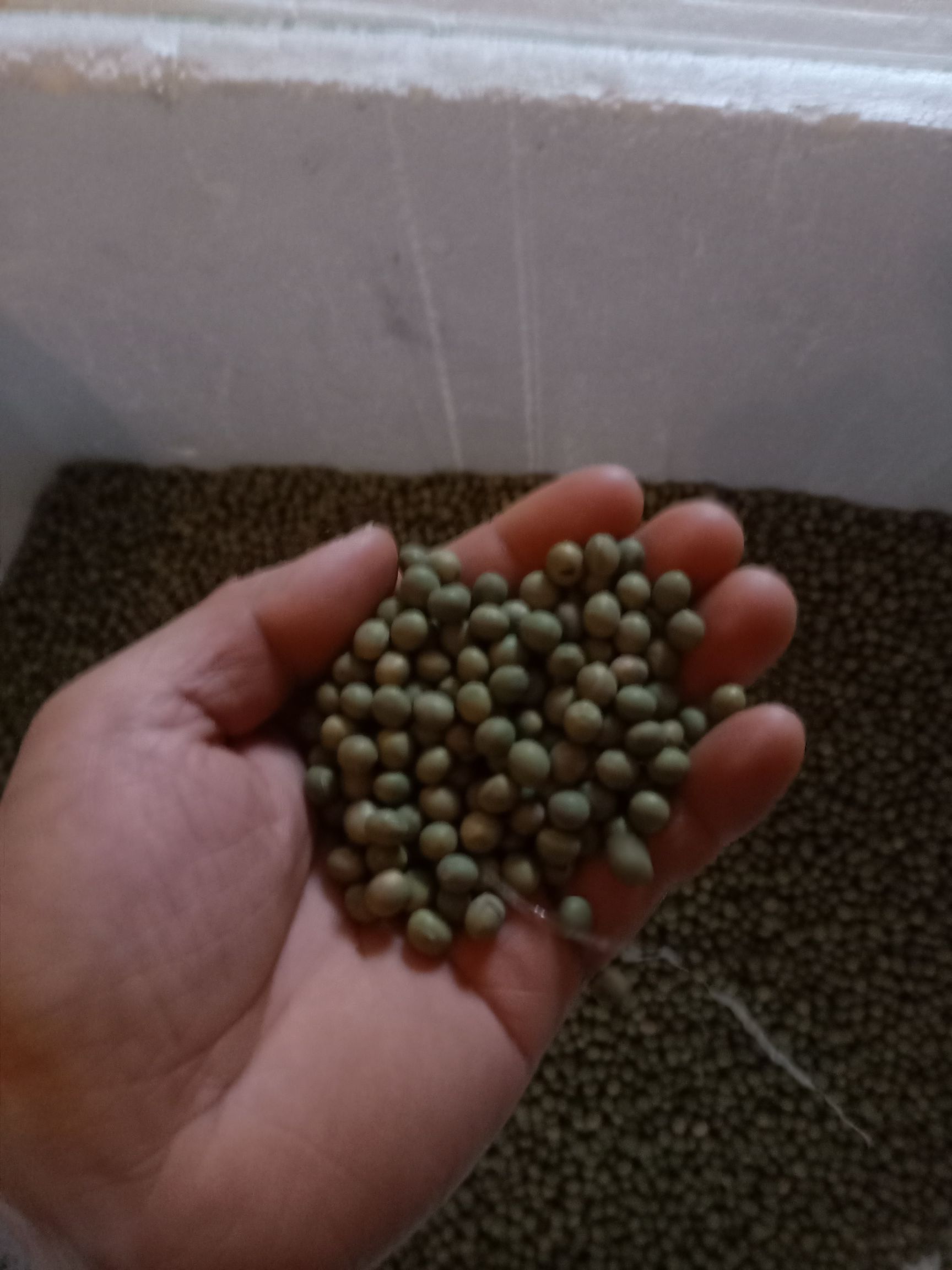  青色的干毛豆米"