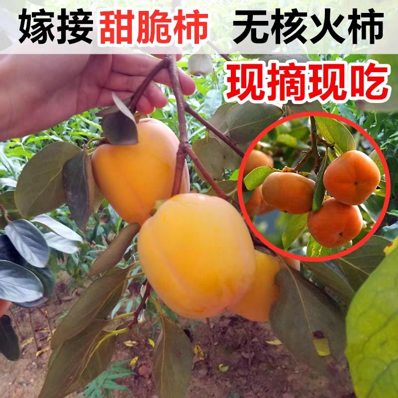 日本次郎甜柿苗  柿子树嫁接苗柿子树苗日本甜脆柿树地栽盆栽南