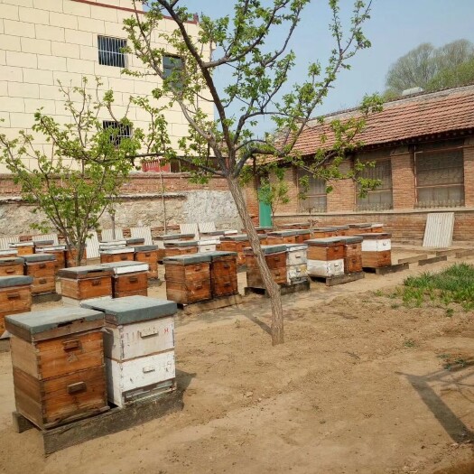 三河市 自己家产的百花蜂蜜，假一赔百