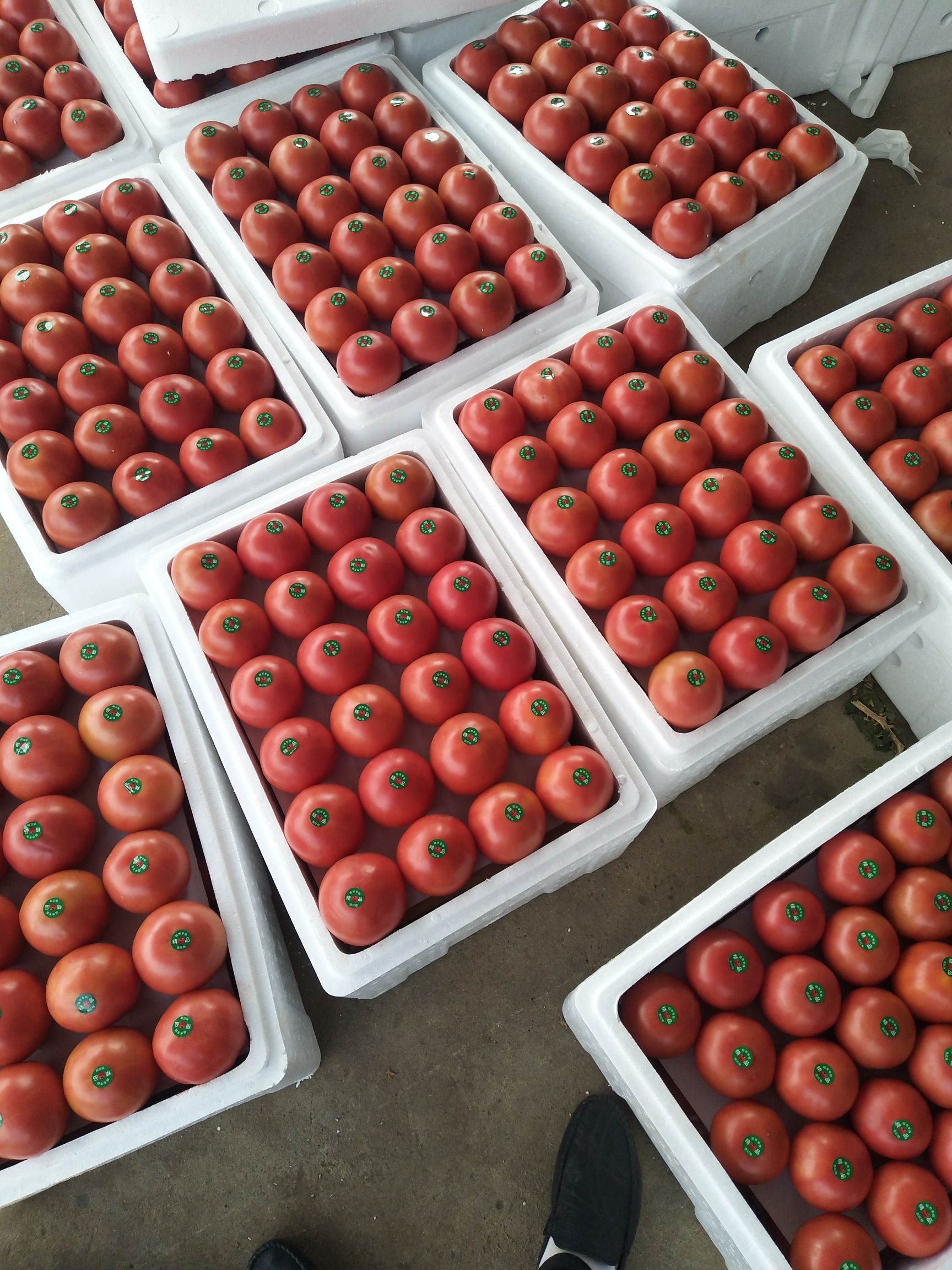 硬粉西红柿  质量优越