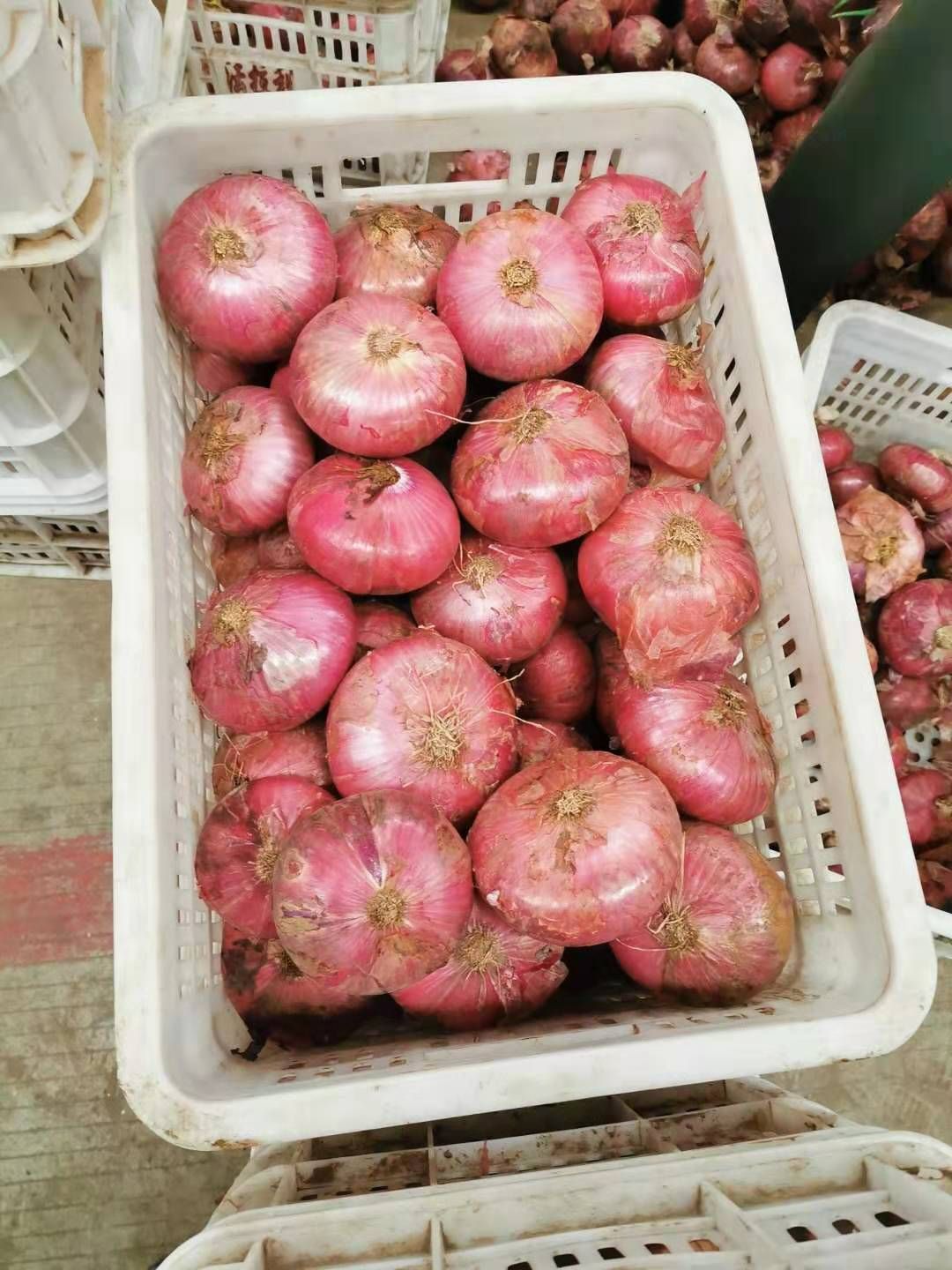金乡县紫皮洋葱  新洋葱二红洋葱，大红洋葱各个产地规格品种都有，量大从优