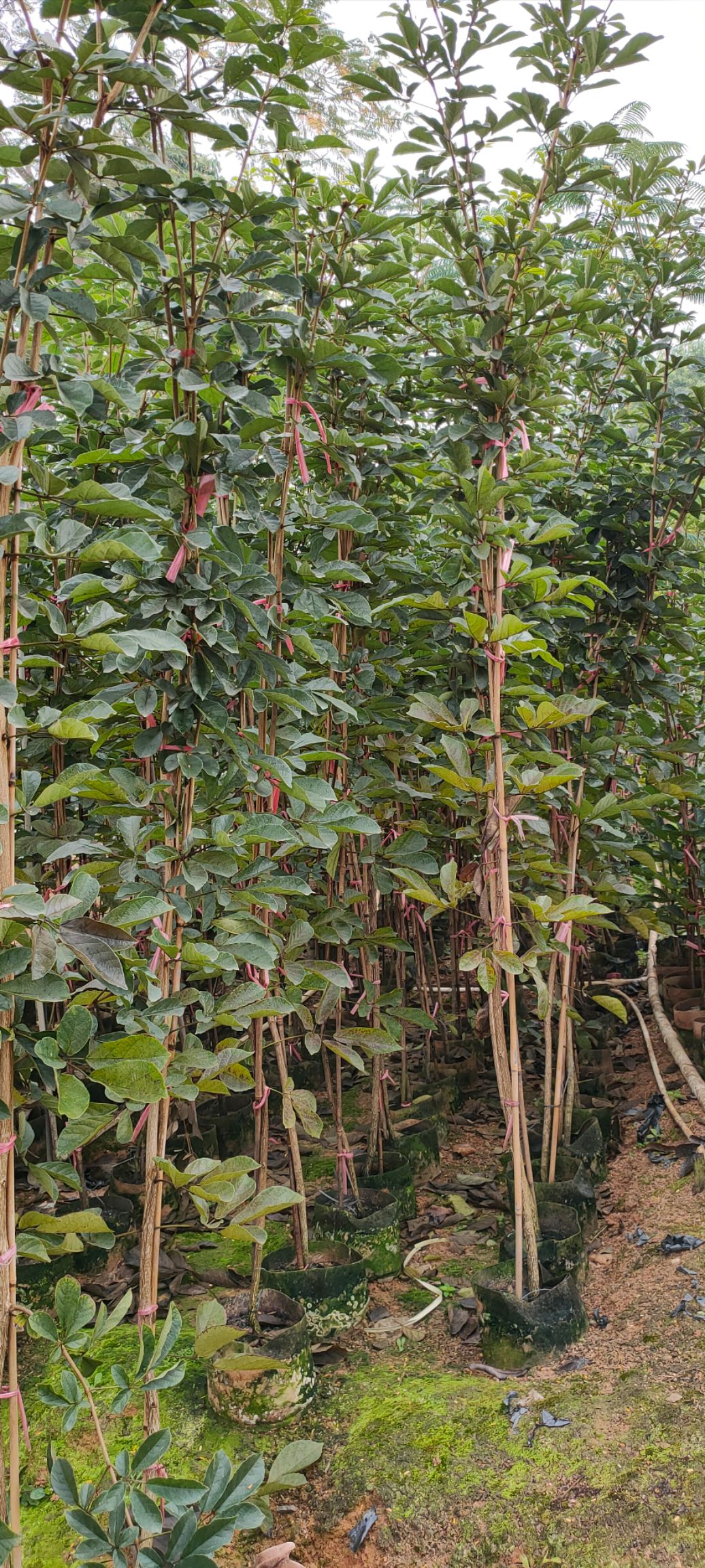 黄花风铃木 黄花风玲木《多花》