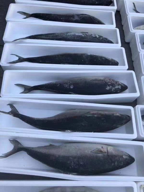 黄金鲅  鱼，气冻，自加工，大量有货，一首货源