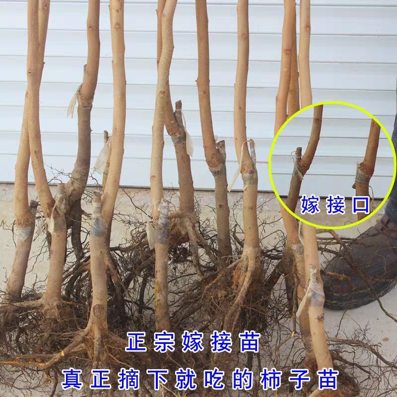 日本次郎甜柿苗  柿子树嫁接苗柿子树苗日本甜脆柿树地栽盆栽南