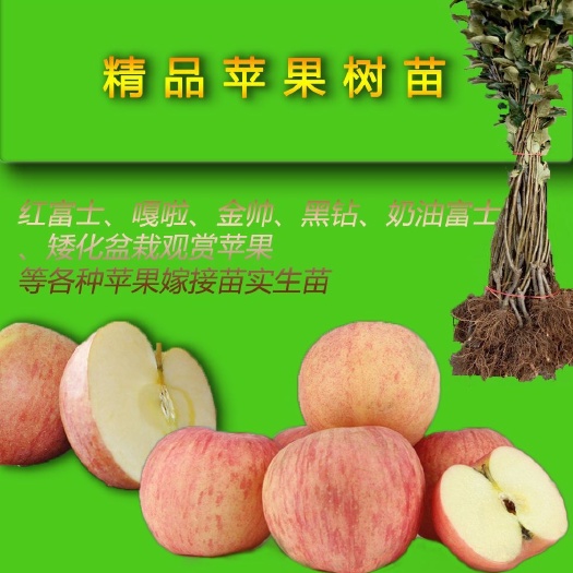 栖霞市 红富士苹果苗，烟台苹果苗