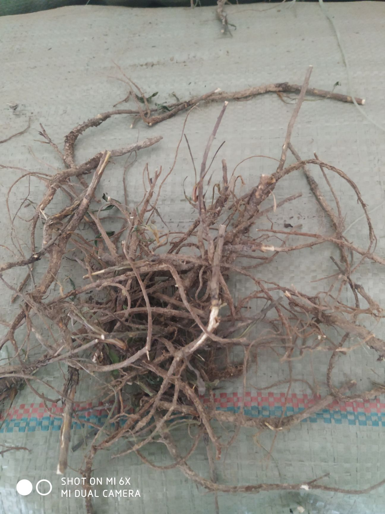 柴胡  黑柴胡 产地直销 价格低质量优。
