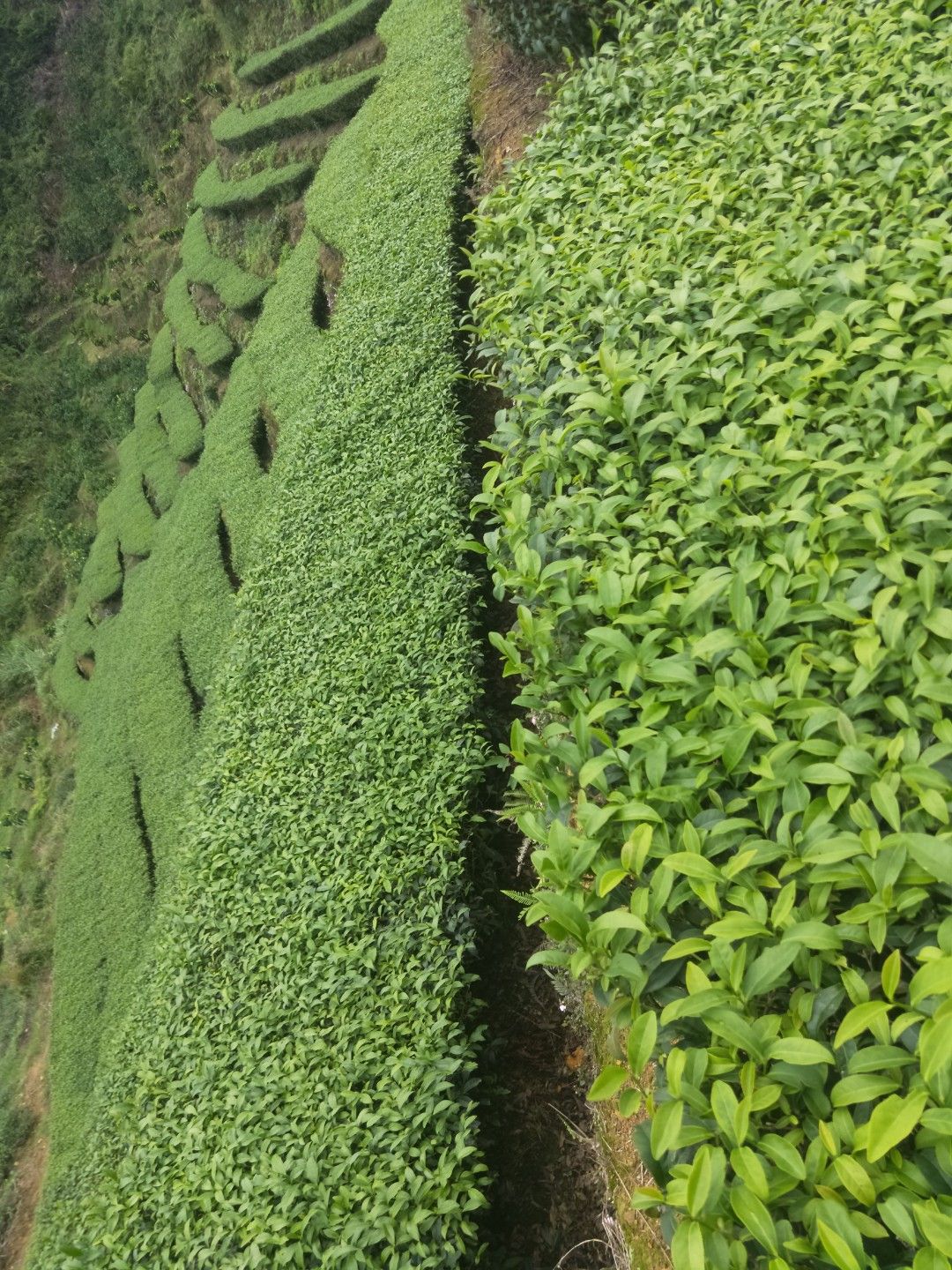 乌龙茶  平和白芽奇兰茶 高山茶  春茶白芽奇兰茶