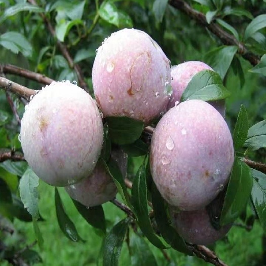 平邑县蜂糖李树苗 李子苗，蜂糖李，恐龙蛋李，现挖现发当年挂果