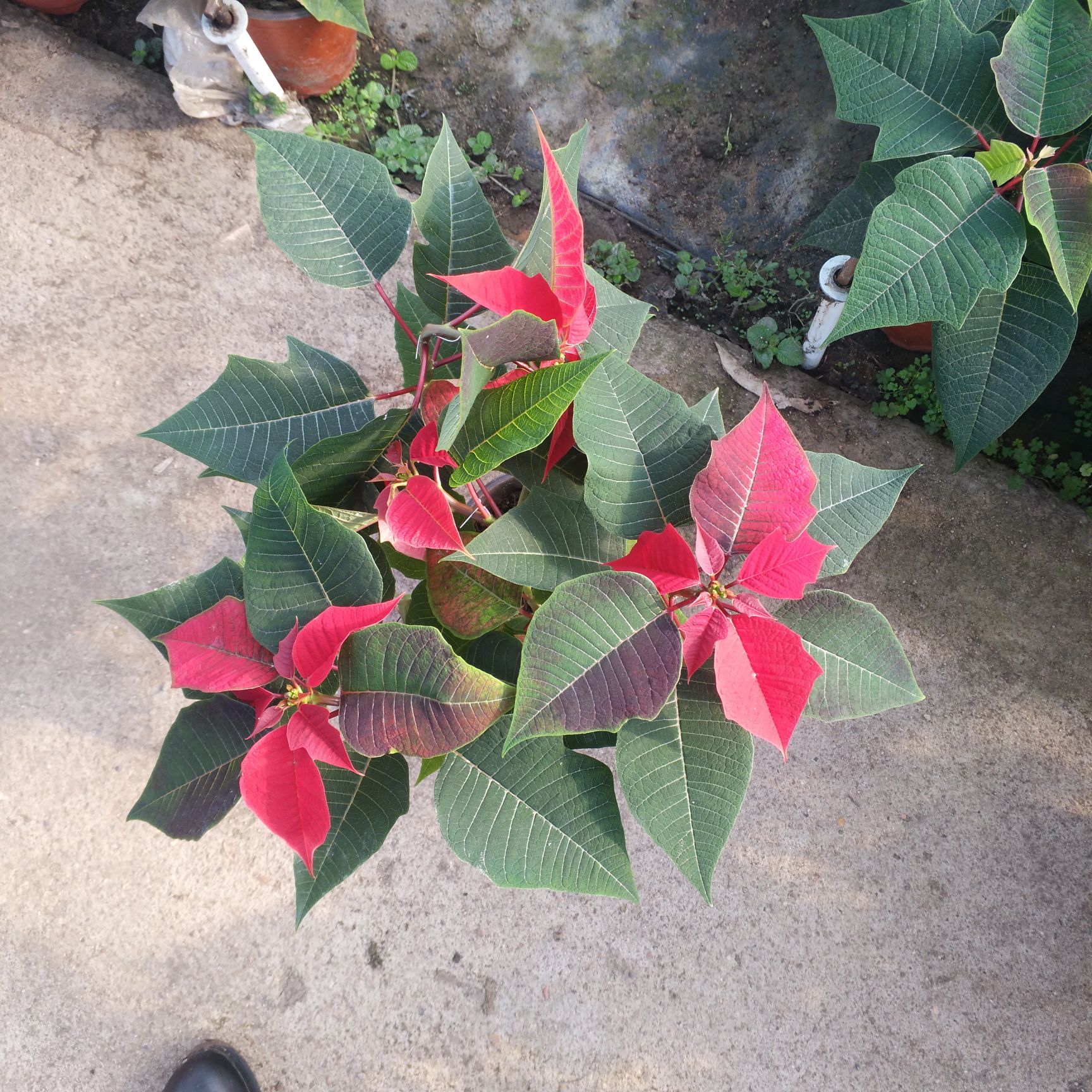 一品红 造型树 一品红盆栽花卉，红色喜庆春节盆栽植物供应