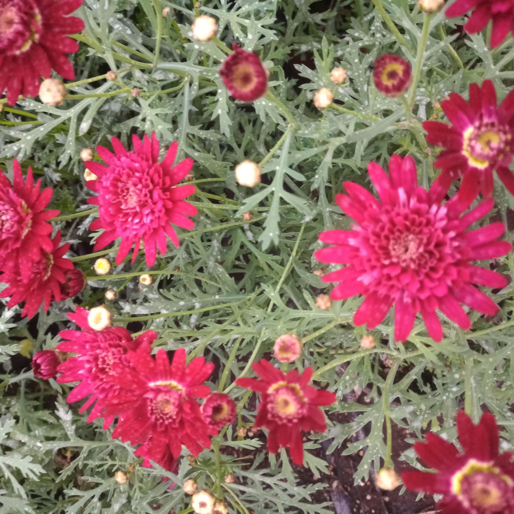 玛格丽特王妃 玛格丽特盆栽花卉，木茼蒿小花开花植物