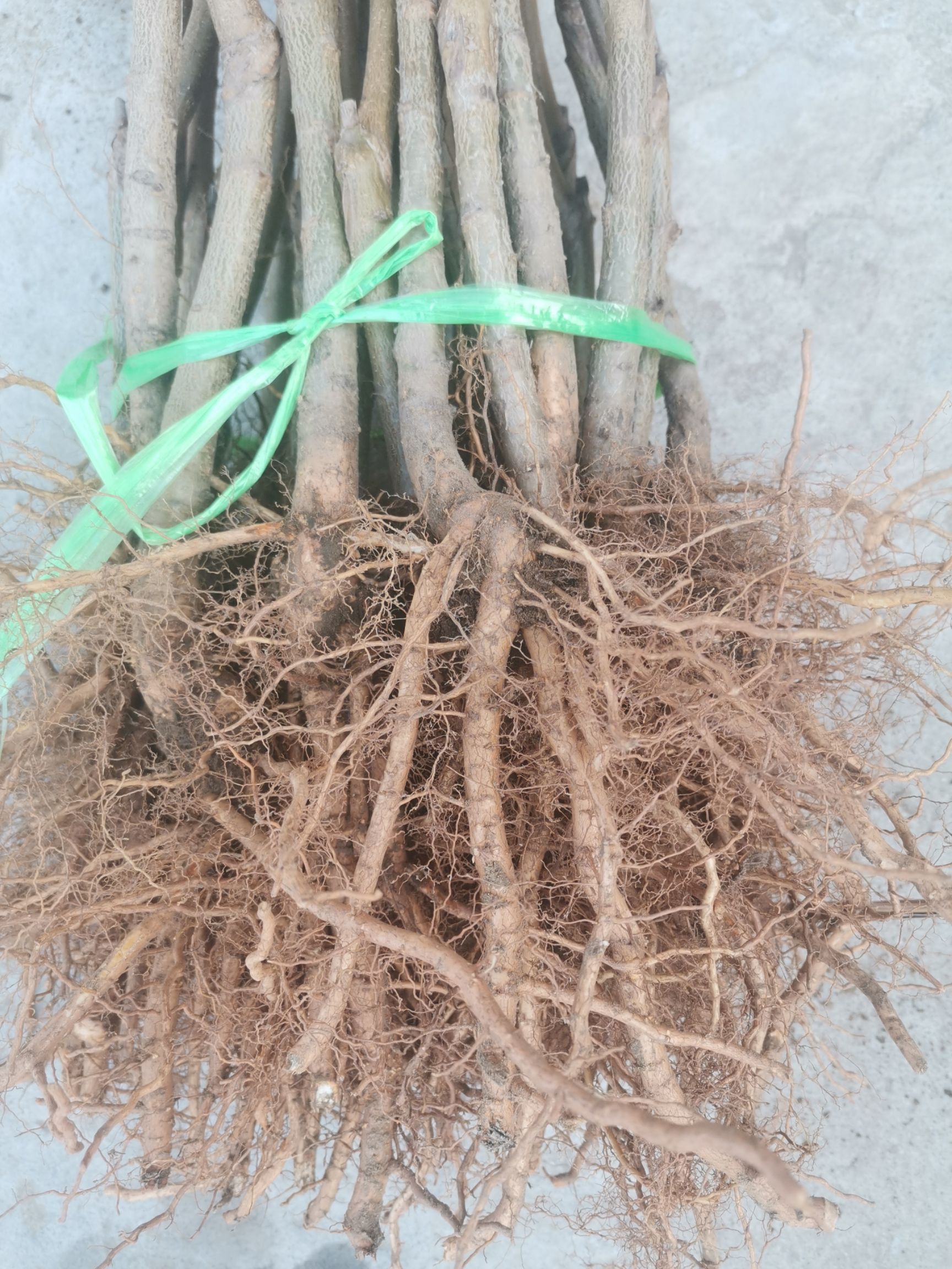  映霜红桃树苗根系好质量优嫁接桃树苗